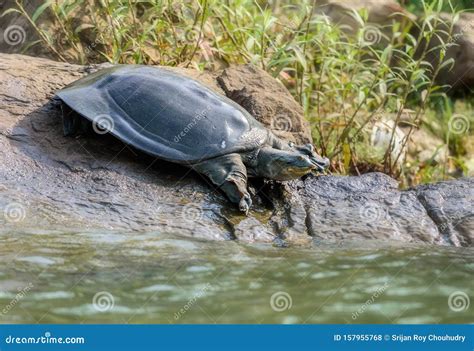 Image result for Round Shell Turtle