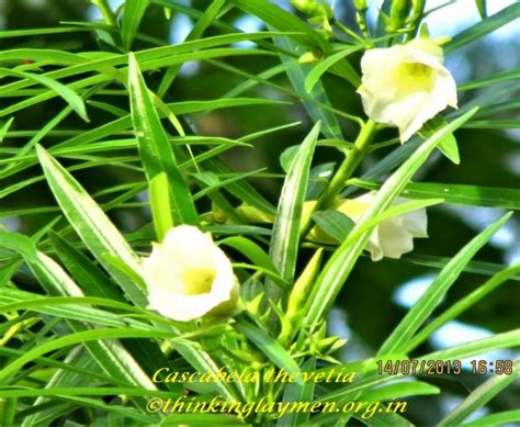 Medicinal Plant Details