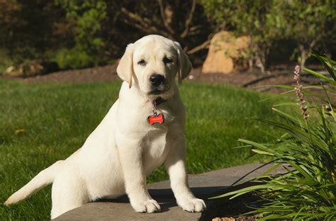 hannah - 10 weeks - english yellow lab | Yellow lab puppies, Lab ...