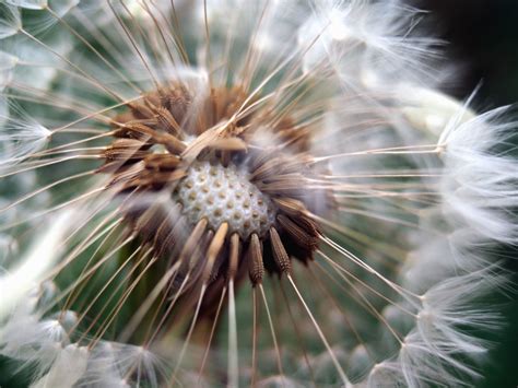 Seed Bead Spider Patterns 的图像结果