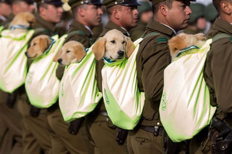 智利举行盛大阅兵式庆祝独立日 警犬成抢镜王小奶狗超萌