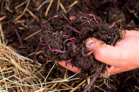 Raw Materials Required For Vermicomposting at Rachel Molloy blog