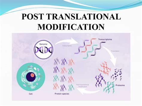 Image result for Methylation Reaction in Post Translational Modification