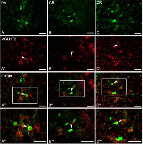 IJMS | October-1 2023 - Browse Articles