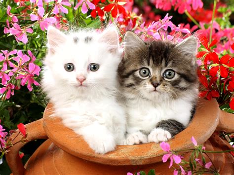 Fluffy Kittens Among Blossoms - HD Wallpaper