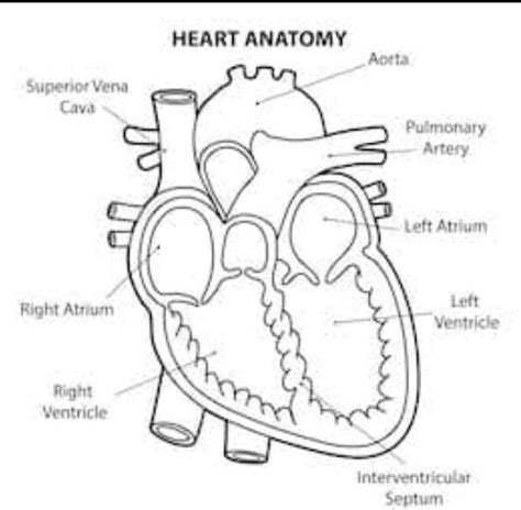 What is the procedure for observation of Internal structure of Heart ...