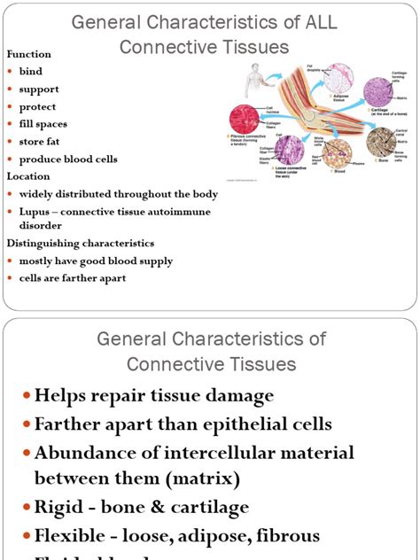 Connective Tissue Function 的图像结果