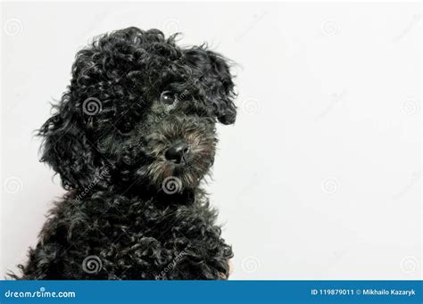 Black Poodle Puppy