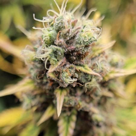 Image result for Alien vs Triangle Strain