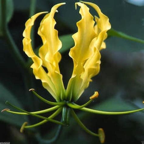 25 Gloriosa Lutea Seeds, Gloriosa Lily, Climbing Lily, Flame Lily ...