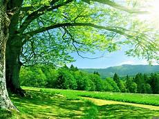 Nature Wallpaper For by Nature Hd Wallpapers For Desktop Wallpapers13 Nature Wallpaper For