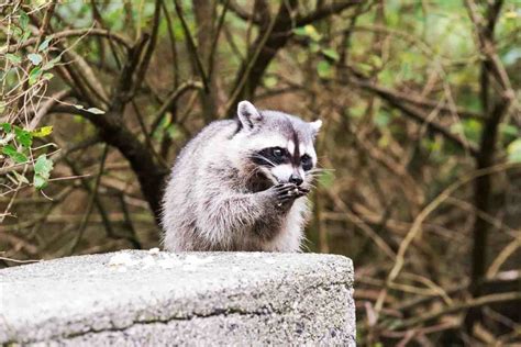Do Raccoons Eat Squirrels? (Here's How & When...)