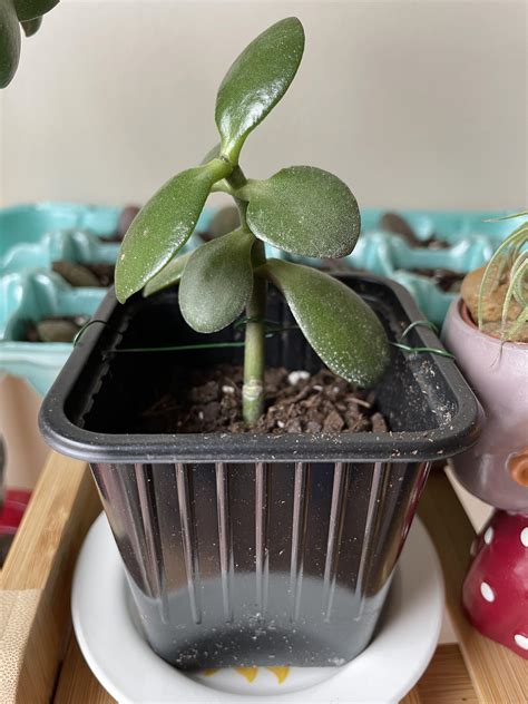 Largest stem cutting I’ve tried propagating. Has anyone tried propagating jades in the fall ...