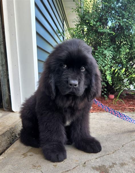 Meet my new Newfoundland, Wendy. She's a bit shy. : r/aww