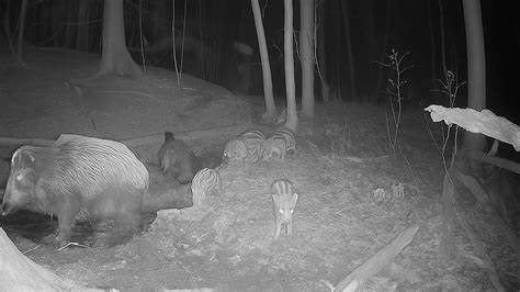 A camera trap was set up near the riverbank – this is what it saw.