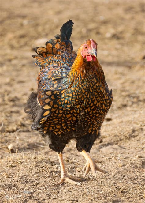 The Wyandotte Chicken Breed: Everything You Need to Know