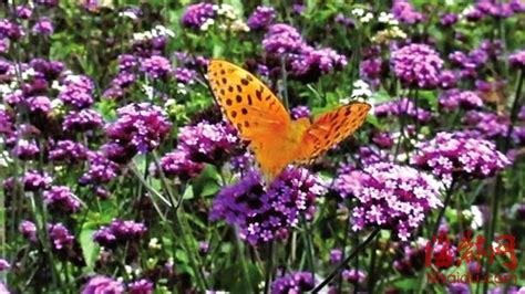 一只蛹看着蝴蝶在花丛中飞舞，非常羡慕：我可以和你一样飞翔吗？
