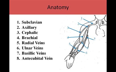 Upper Extremity Arterial Ultrasound Worksheet at getsantinoblog Blog