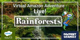 Amazon Animals Plants and Layers - Amazon Rainforest Posters
