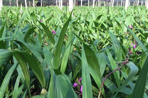 一亩白芨3年能产多少斤？高产量白芨栽培要点_爱花网