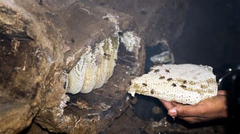 Reviving the Lost Traditional Knowledge of Beekeeping | Food Forward India