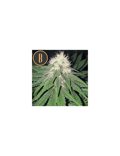 Chemdog 4 (Blimburn Seeds) Feminized Seeds | Up To 30% Off