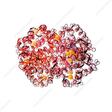 Image result for Haemoglobin PyMOL