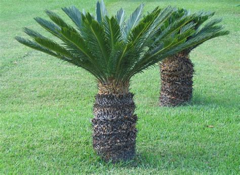 Sago palm: July 2012