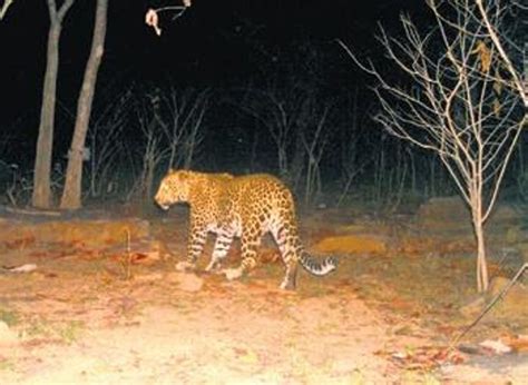 Prowling leopard captured on camera