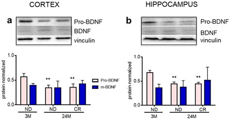 Effects of Late-Life Caloric Restriction on Age-Related Alterations in ...