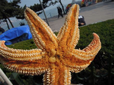 How To Cook Starfish - Creativeconversation4