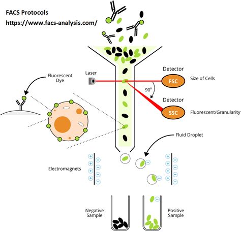 Image result for FACS Analysis Workflow