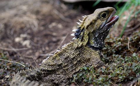 5 reasons New Zealand’s wildlife is utterly unique | Conservation blog
