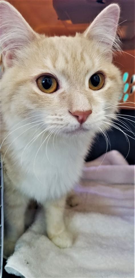 Adopted: Oscar - Humane Society of Cobb County