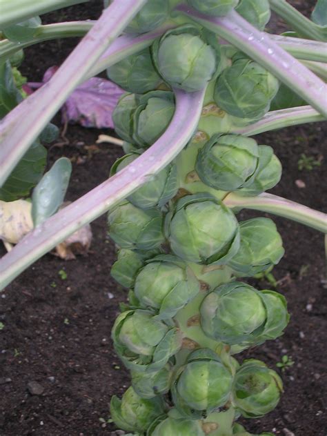 How to Grow Brussels Sprouts -Growing Brussels Sprouts, Garden Brussels ...