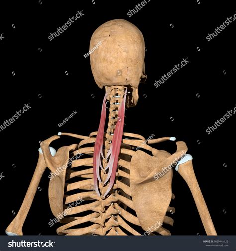 Splenius 的图像结果