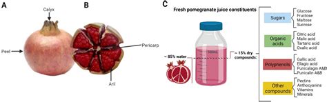 Potential Mechanisms of the Improvement of Glucose Homeostasis in Type ...