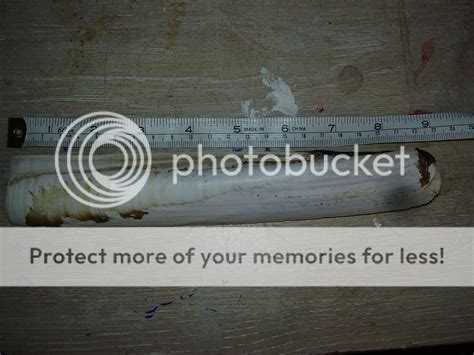 Image result for Razor Shellfishing