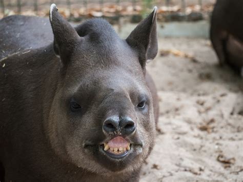 10 Fascinating Facts About Tapirs - A-Z Animals