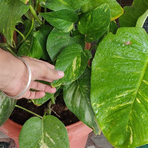 Guruji Plantation Live Money Indoor Plant For Home and Garden with Pot ...