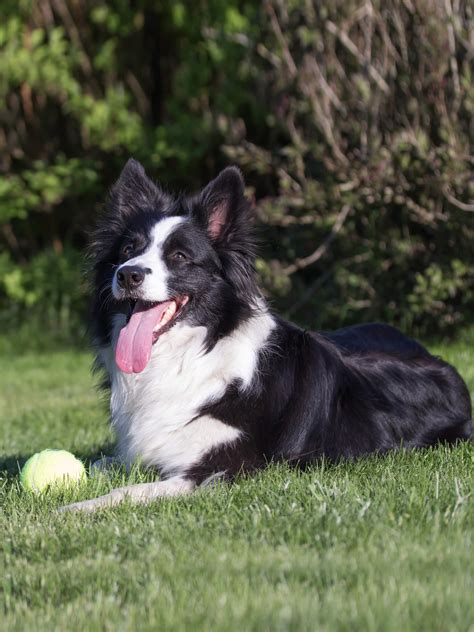 Border Collie Obedience Training, Characteristics, & Health