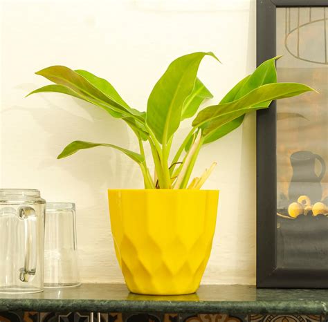 KYARI Heera Plastic Pots for Indoor Plants with Drainage Hole (Best ...