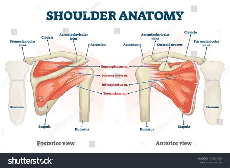 Shoulder Joint Muscles