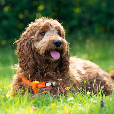 Image result for Cockapoo Dog