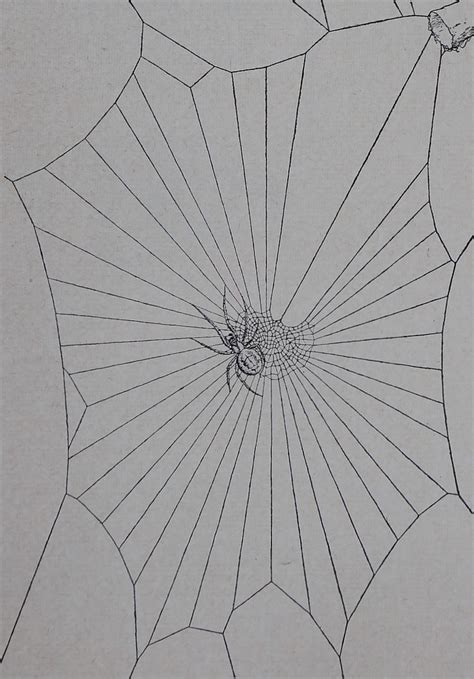 Spider Webs and Drugs Scientific American