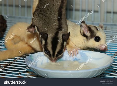 Petaurus Breviceps Sugar Glider Special Pet Stock Photo 1008759004 ...