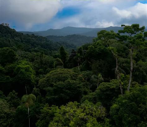 Forestry 的图像结果
