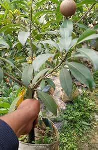 GREEN LINE All Time Kalapatti Sapota Chiku Sapodilla Naseberry Chikoo ...