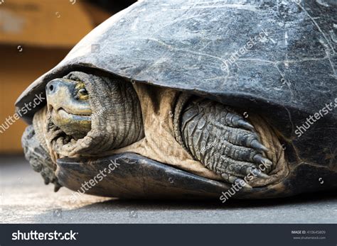 Image result for Turtle Pulled Inside Shell