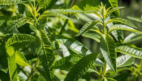 5 Amazing Health Benefits Lemon Verbena - lifeberrys.com